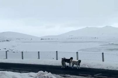 Ağrı’da başıboş sokak köpekleri tehlike saçıyor