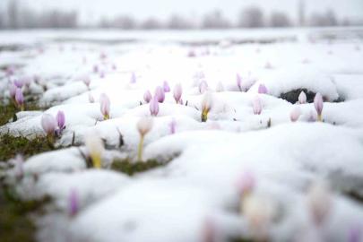 Baharın habercisi çiğdemler kar altında kaldı