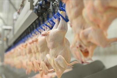 Bakanlık arztalep dengesi için kanatlı eti ihracatına 'dur' dedi