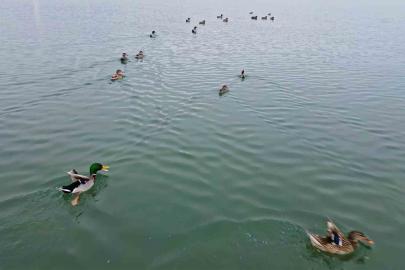 Bitlis’te sazlıklar dondu, kuşlar gölde toplandı