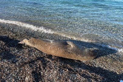 Bodrum'da kıyıda uyuyan fok ilgi odağı oldu