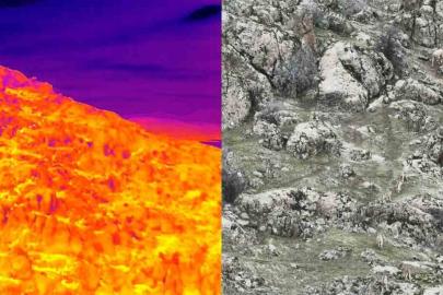 Dağ keçileri termal dron ile görüntülendi