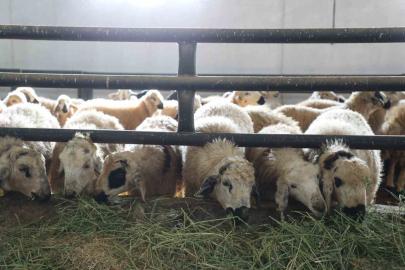 Elazığ’da 6 köy karantinaya alındı