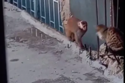 Fikirtepe’de çatılara dadanan rhesus makak yakalandı!