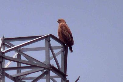 Iğdır’da Kızıl Şahin görüntülendi