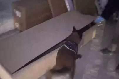 İstanbul'da hassas burun 'Leydi' operasyonda