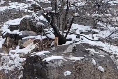 Karlar arasında yiyecek arayan tilki görüntülendi