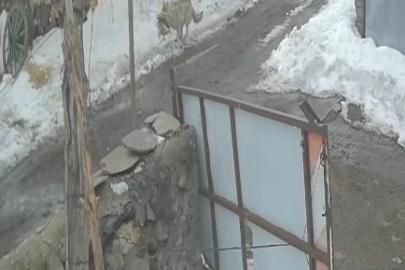 Köye inen kurt kaz sürüsüne saldırdı