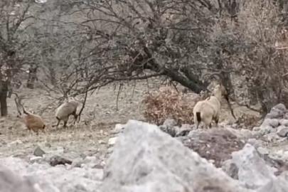 Malatya’da sürü halindeki yaban keçileri görüntülendi
