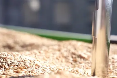 TMO’da çeltik alımları sürüyor