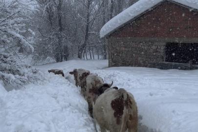 Tunceli’de kar kalınlığı 1,5 metreyi aştı: İnekler karda kayboldu
