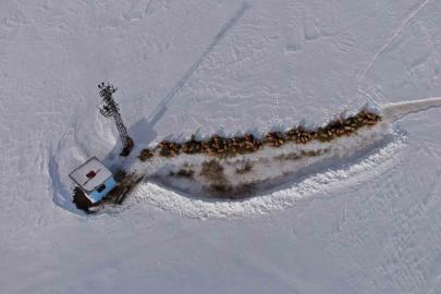 Van’da besicilerin karda zorlu mesaisi sürüyor