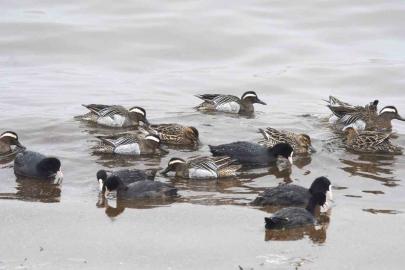 Çıkrıkçın ördekleri Van Gölü sahilinde görüntülendi