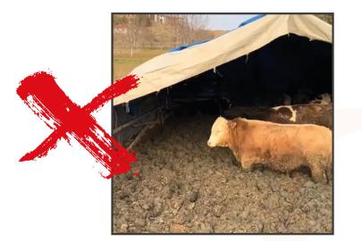 Çorum’daki işletmeye hayvan refahı ihlali nedeniyle para cezası