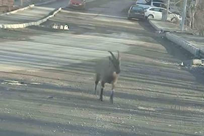 Dağ keçisi ilçe merkezine indi: Vatandaşları hayrete düşürdü