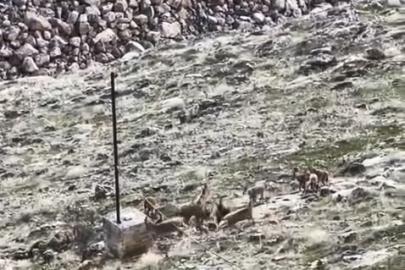 Elazığ’da dağ keçileri sürü halinde görüldü