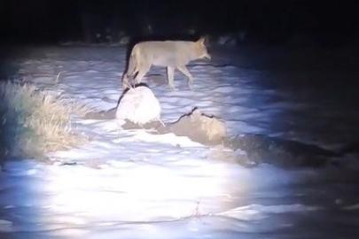 Erzincan’da aç kalan kurtlar köye indi