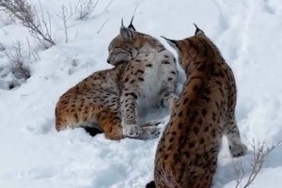 Erzincan’da iki vaşak görüntülendi