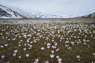 Güzeldere Vadisi bahar çiğdemleriyle süslendi