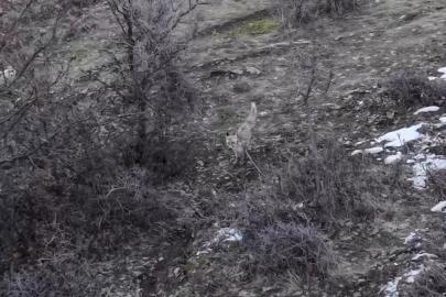 Hasköy’de tilkilerin dron ile imtihanı