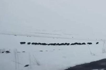 Karlı arazide ilerleyen domuz sürüsü görüntülendi