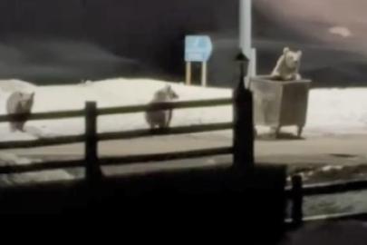 Kars’ta anne ayı ve yavrularının çöp konteynırı mesaisi kamerada