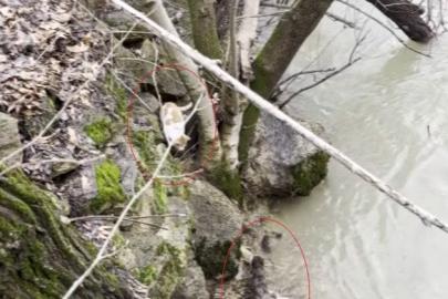 Kedi ile su samurunun saklambaç oyunu kameraya yansıdı