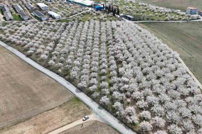 Malatya’da çiçek açan kayısı bahçeleri havadan görüntülendi