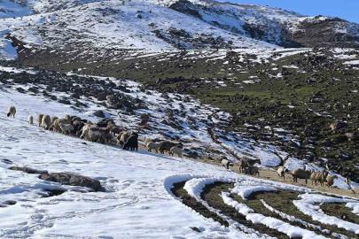 Muş’ta besiciler baharı beklerken yeniden kışa geldi