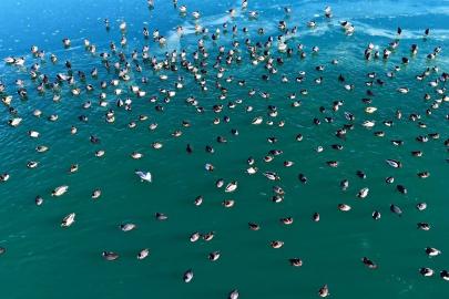 Nazik Gölü’nde ördekler görsel şölen oluşturdu