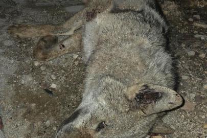 Otomobilin çarptığı kurt telef oldu