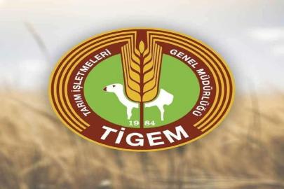 TİGEM’den 5 ton fıstık çamı kozalağı için ihale duyurusu