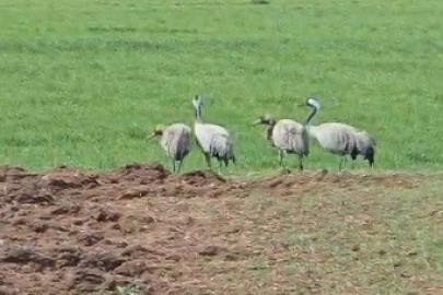 Türkülere konu olan turnalar Tunceli’de görüntülendi