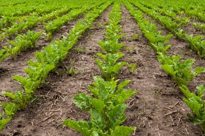 Üre gübresinde ithalat vergisi sıfırlandı