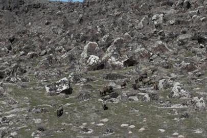 Adilcevaz’da domuzlar çiftçileri bezdirdi