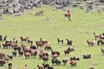 Ağrı Dağı’nda bir ayı koyun sürünün içinden geçip gitti