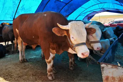 Ankara Keçiören’de kurban satış alanı başvuruları başlıyor