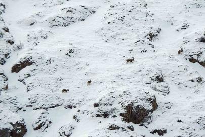 Dağ keçileri Munzur Dağlarına renk katıyor