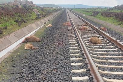 Diyarbakır'da yük treni sürüye daldı: 5 koyun telef oldu