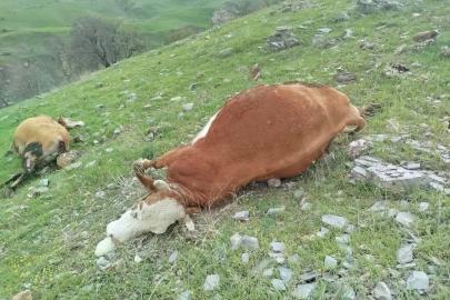 Elazığ’da yıldırımın çarptığı inekler telef oldu
