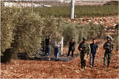 İşgalci siyonistler Batı Şeria’da yüzlerce zeytin ağacını söktü