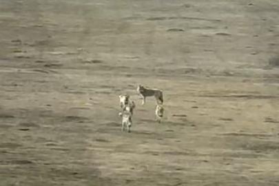 Kurt sürüsü arazide böyle görüntülendi