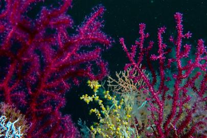 Marmara Denizi’ndeki mercanlar yeniden yaşamla buluşturuluyor