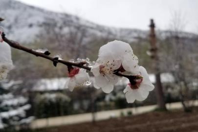 Mart sonrası Nisan şoku: Erzincan ve çevresinde gece donu