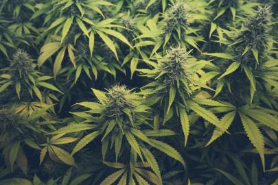 MİT ve Suriye narkotik birimlerinden ortak operasyon