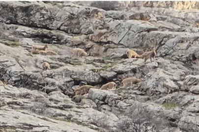 Sümbül Dağı’nda sürü halinde dağ keçisi görüntülendi