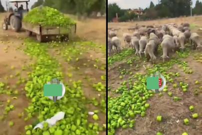 Ticaret Bakanlığı’ndan "biberlerin hayvanlara verildiği görüntüler" açıklaması