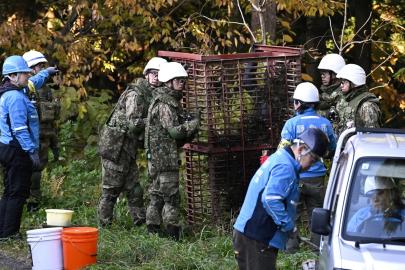 Japonya'dan artan ayı saldırılarına karşı önlem