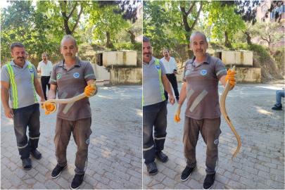 Mezarlık temizliğinde yılan paniği