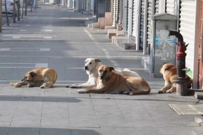 Sahipsiz köpek saldırıları: 3 belediye başkanına işlem